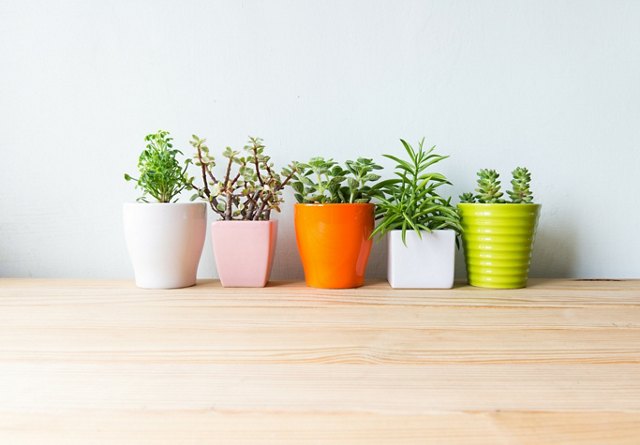 Plants in colorful pots