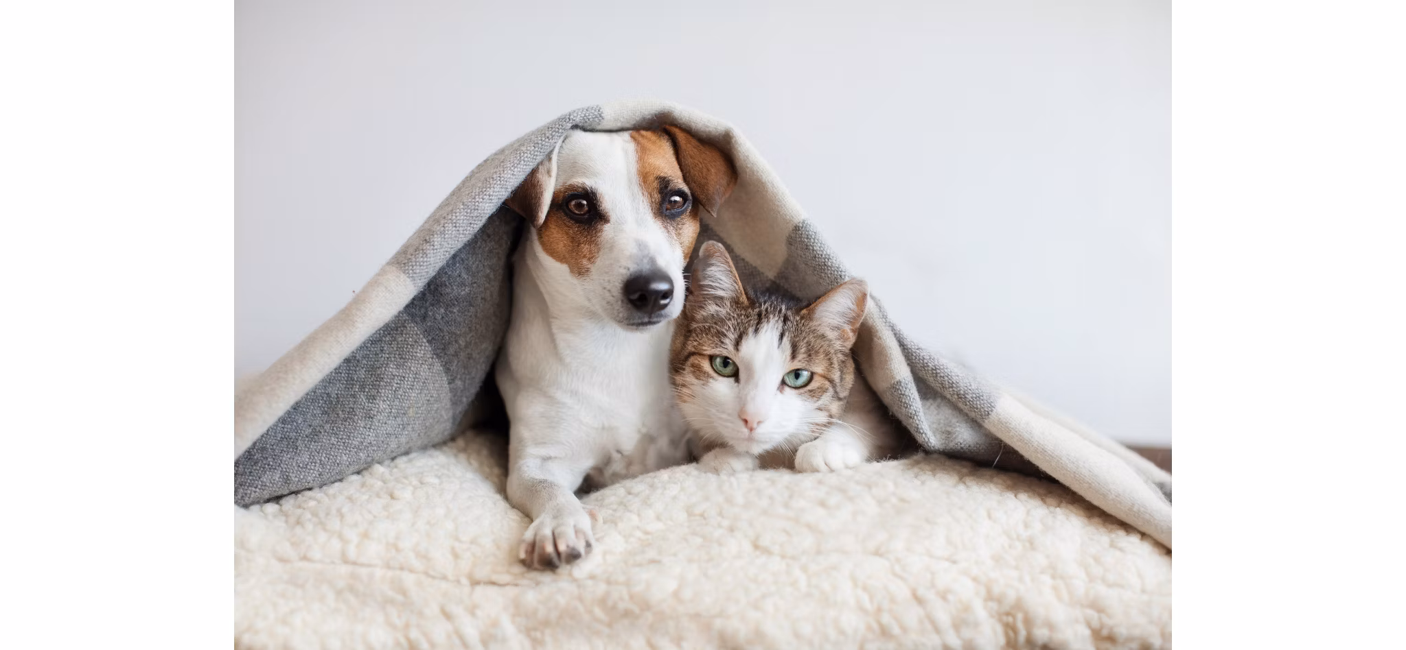 A dog and cat snuggling together under a grey blanket on a fluffy white bed.