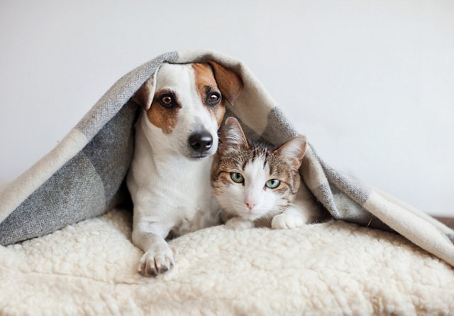 A dog and cat snuggling together under a grey blanket on a fluffy white bed.
