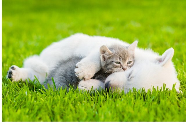A kitten cuddling with a sleeping puppy on a vibrant green lawn.