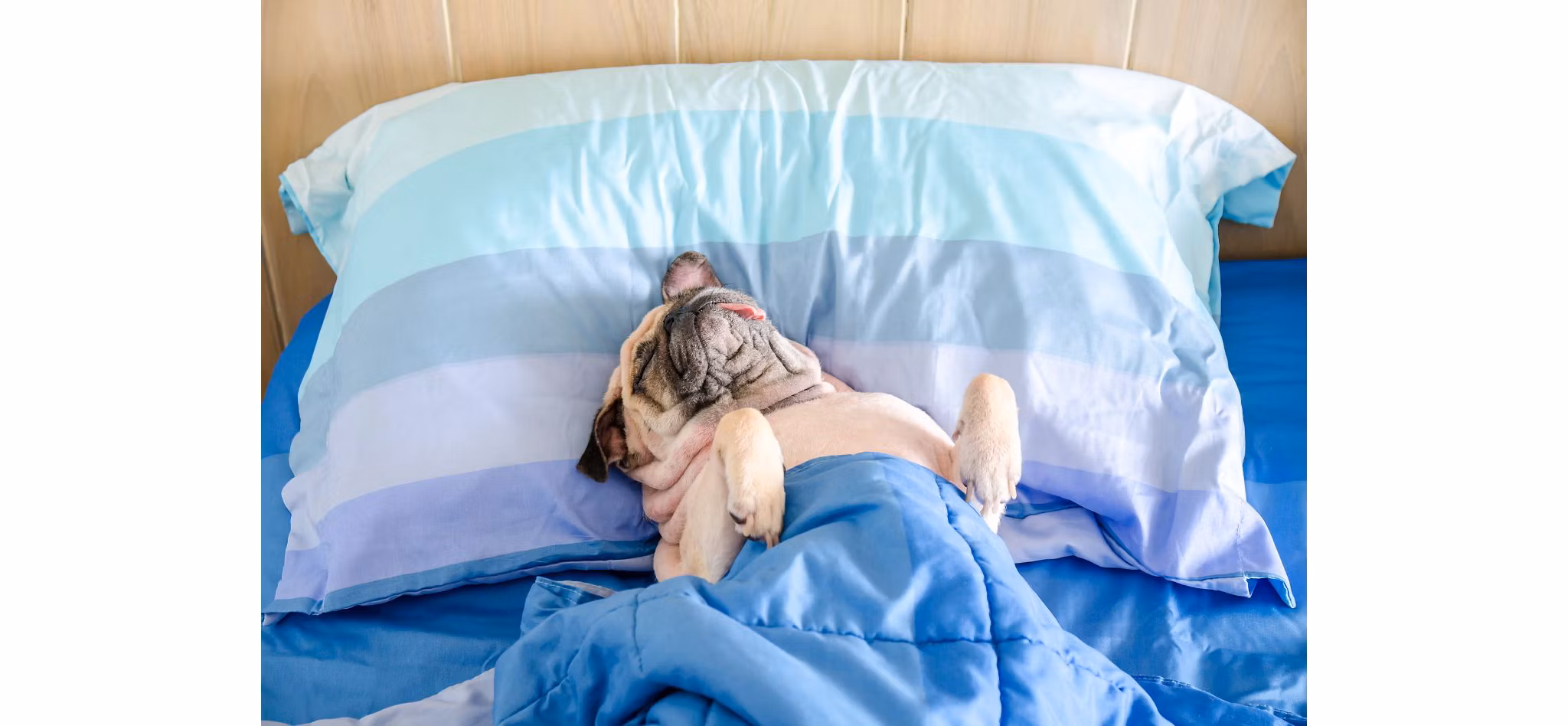 Pet Friendly Apartment Hero | Blog | Greystar