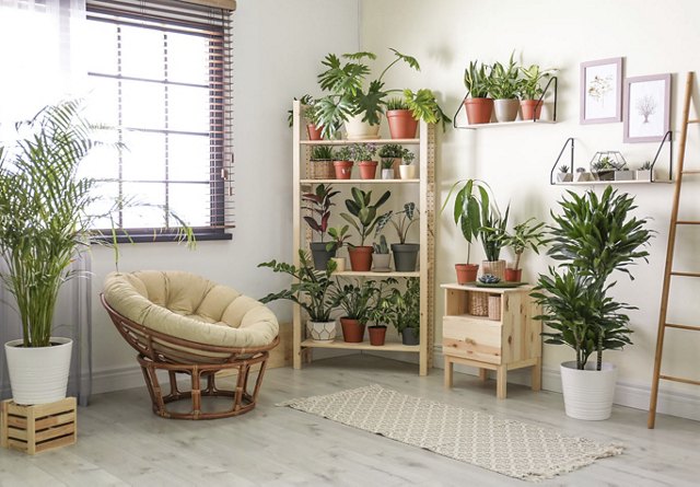 Home Plants Ideas | Greystar