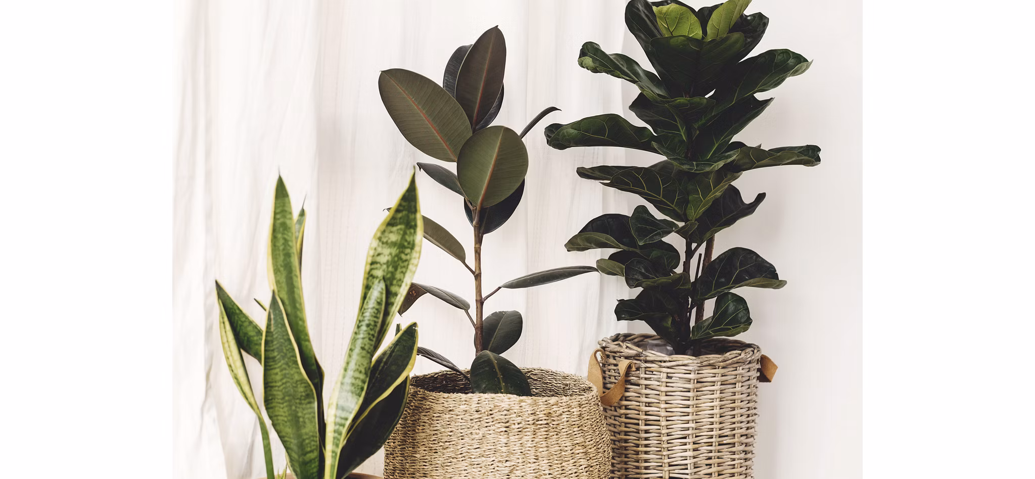 Plant Décor in Baskets | Blog | Greystar