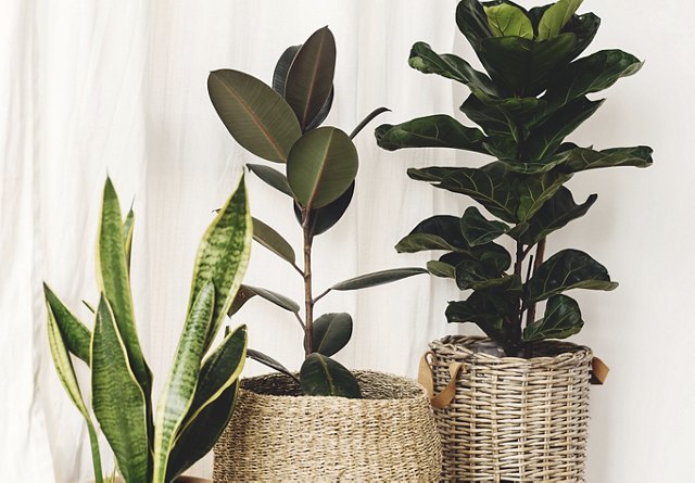 Plant Décor in Baskets | Blog | Greystar