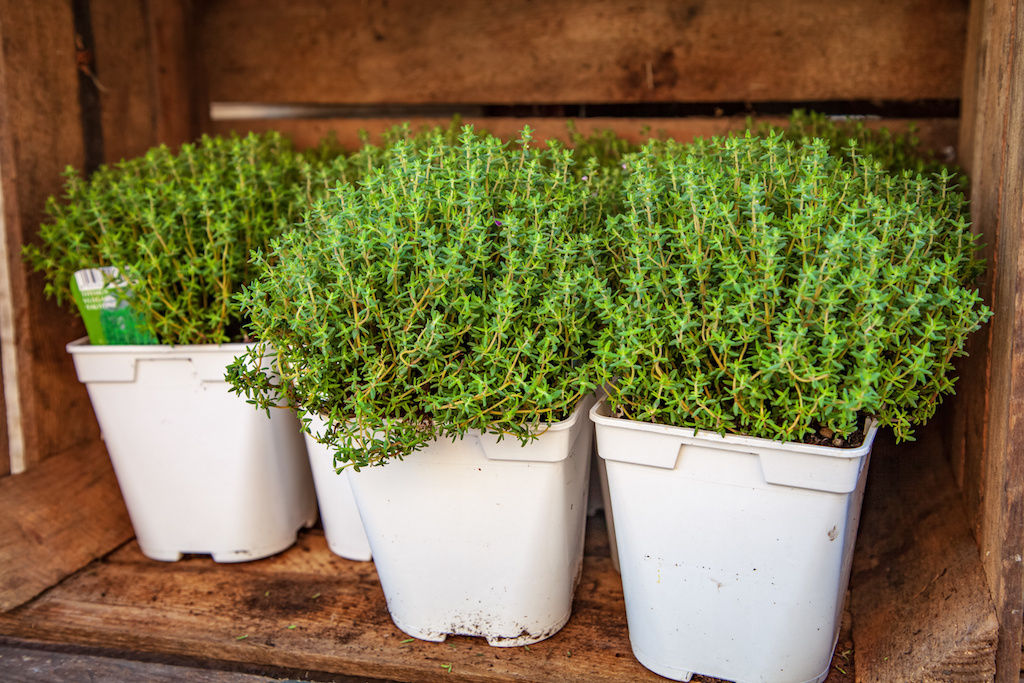 Thyme grown at an apartment