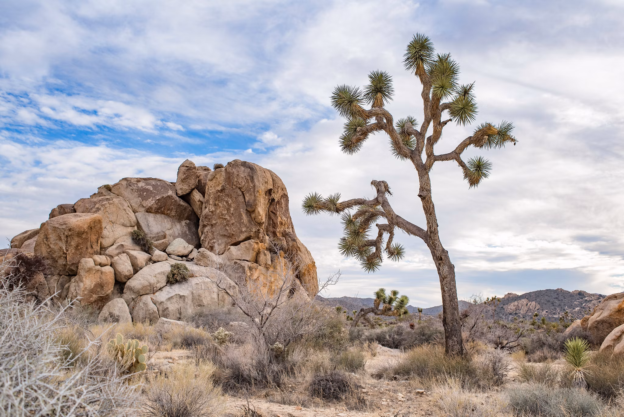 A Joshua tree stands among desert rocks and dry shrubs in San Bernardino, California, under a partly cloudy sky.