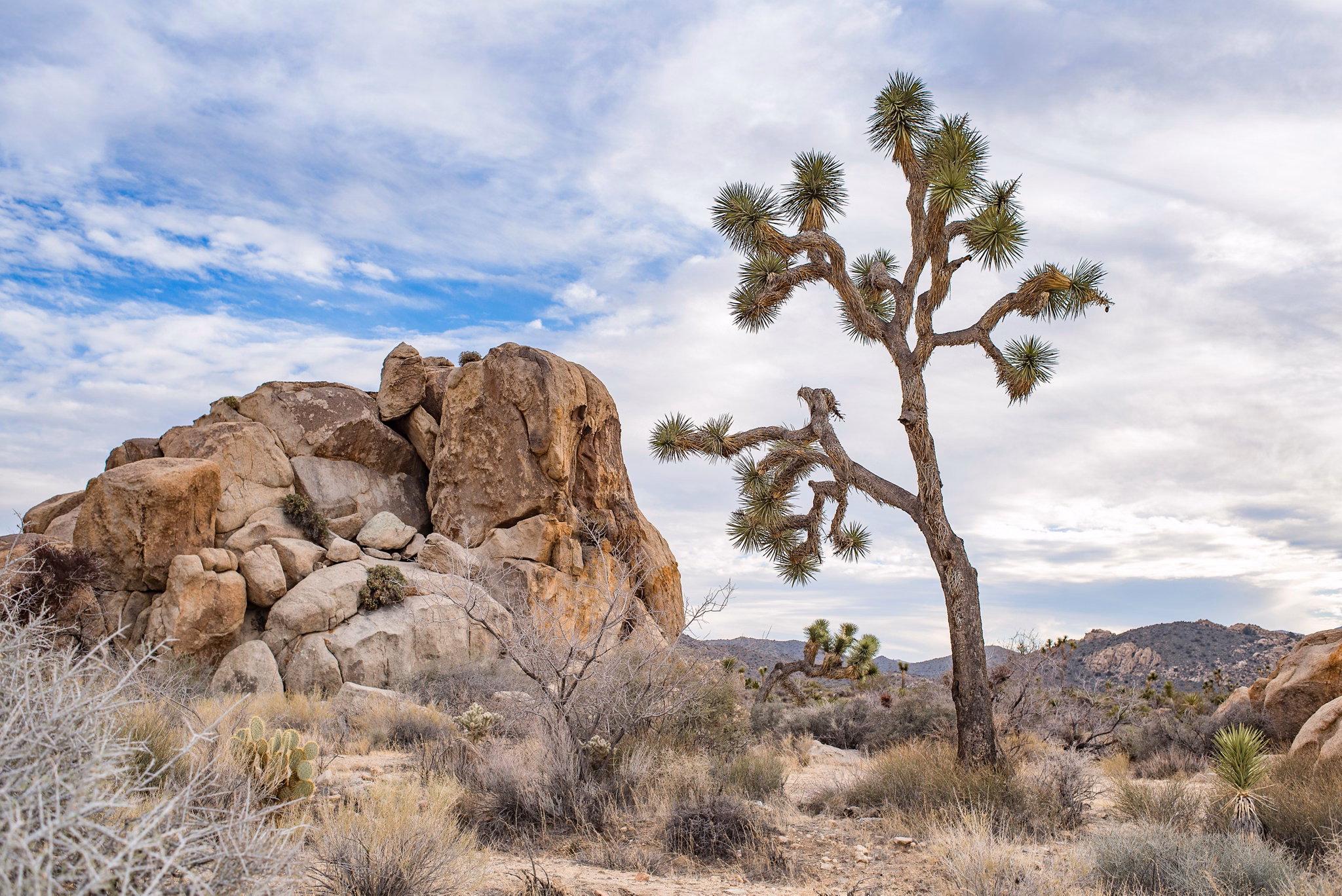 A Joshua tree stands among desert rocks and dry shrubs in San Bernardino, California, under a partly cloudy sky.