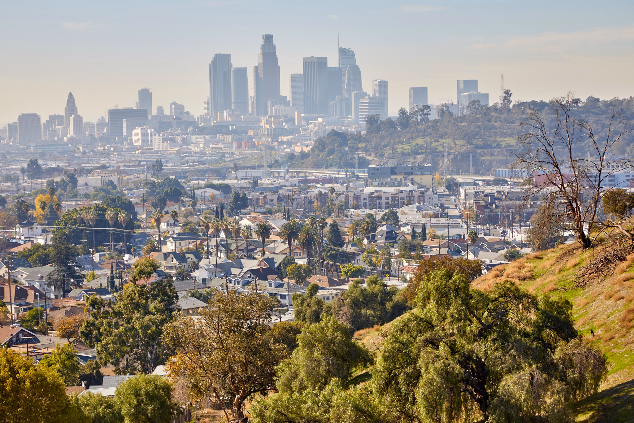 View of East Hollywood, California, with residential streets lined by palm trees, and downtown LA skyscrapers rising in the misty distance.