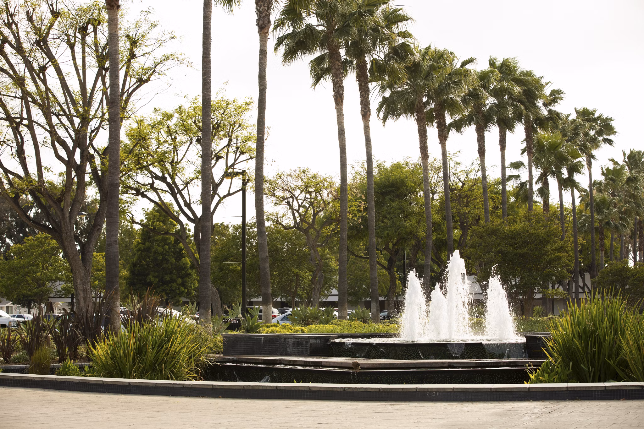 A serene fountain display surrounded by palm trees and ornamental grasses in a landscaped plaza in Lakewood, California. Cars and buildings visible in background.