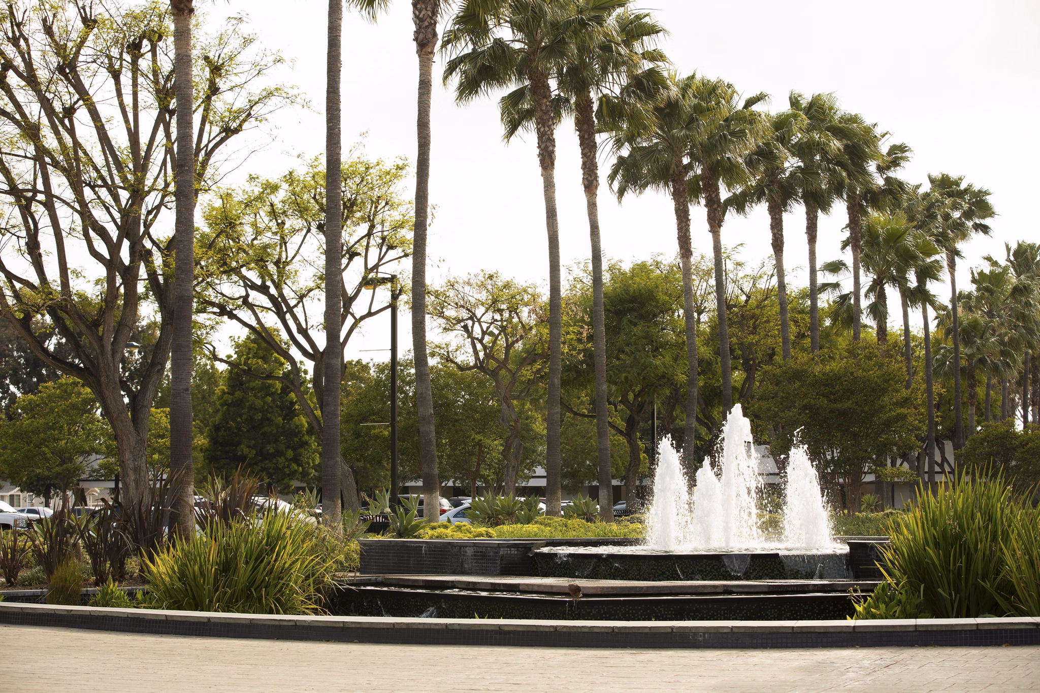 A serene fountain display surrounded by palm trees and ornamental grasses in a landscaped plaza in Lakewood, California. Cars and buildings visible in background.