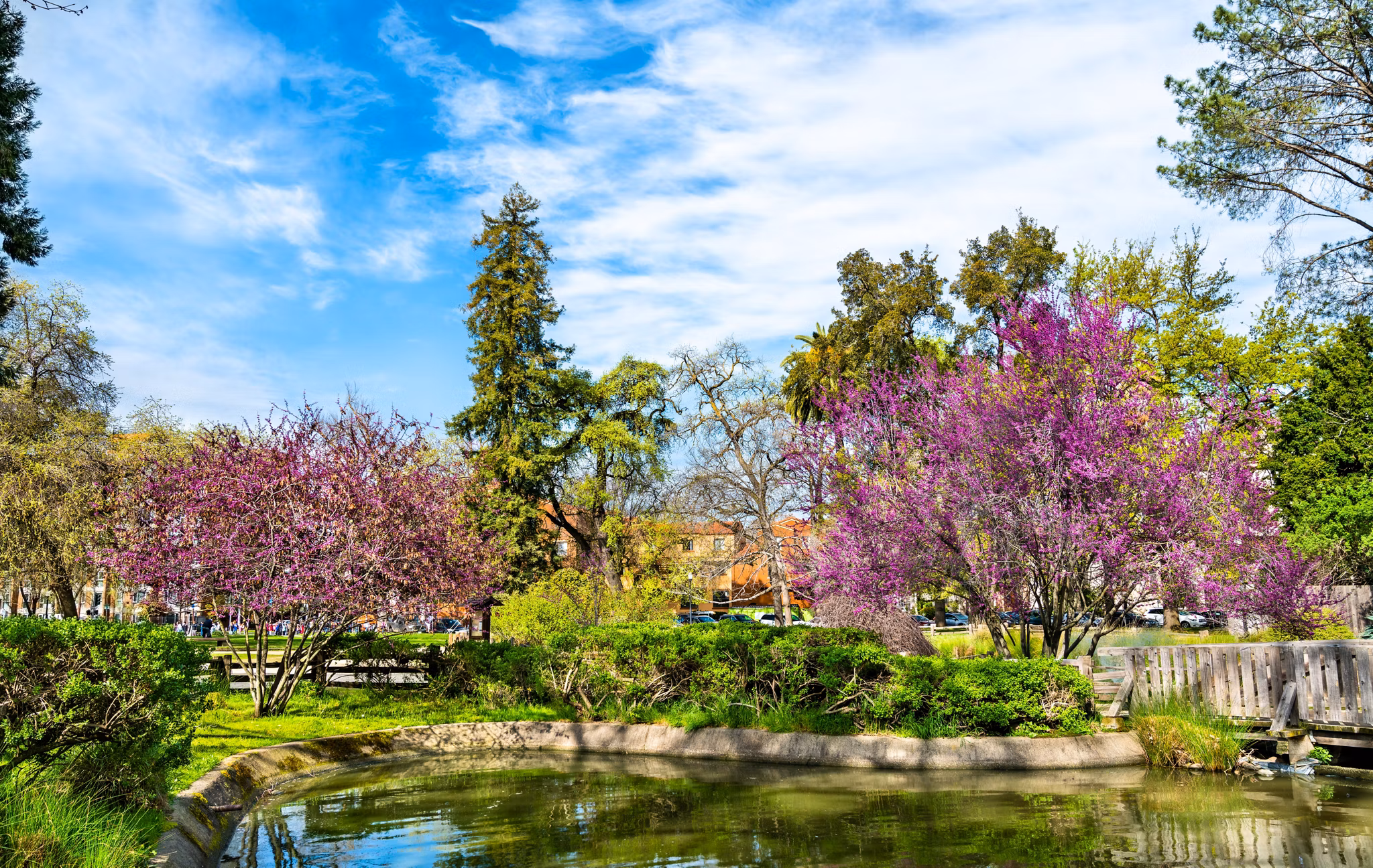 Spring in North Sacramento, California, showing blooming purple cherry trees around a small pond in a public park.