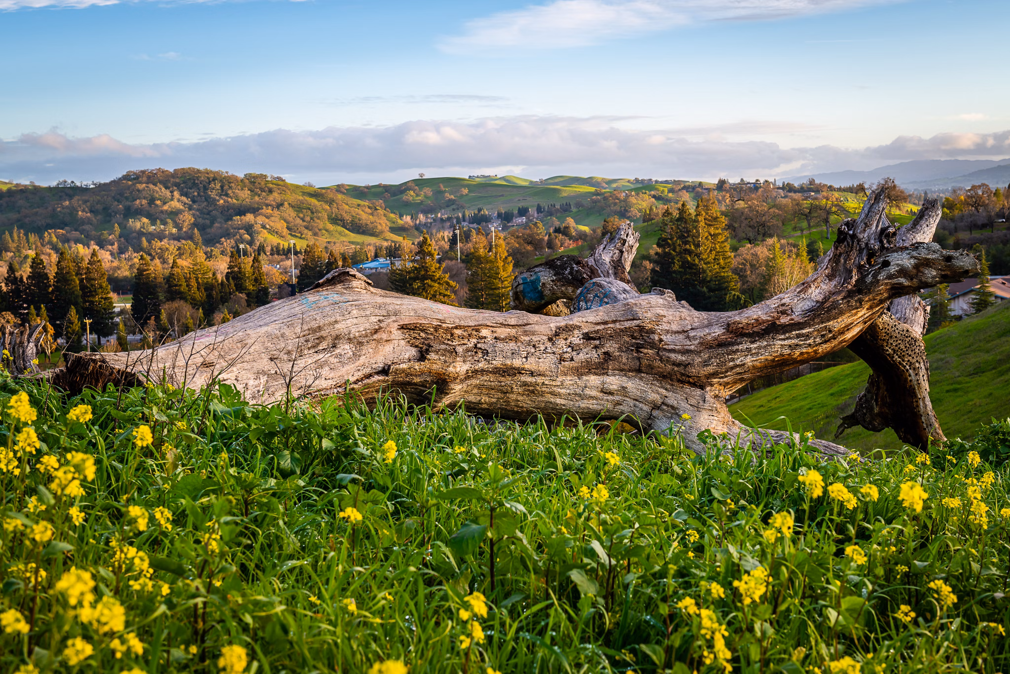 A scenic view of rolling hills, vibrant yellow wildflowers, and a fallen tree in Walnut Creek, California, surrounded by lush greenery.