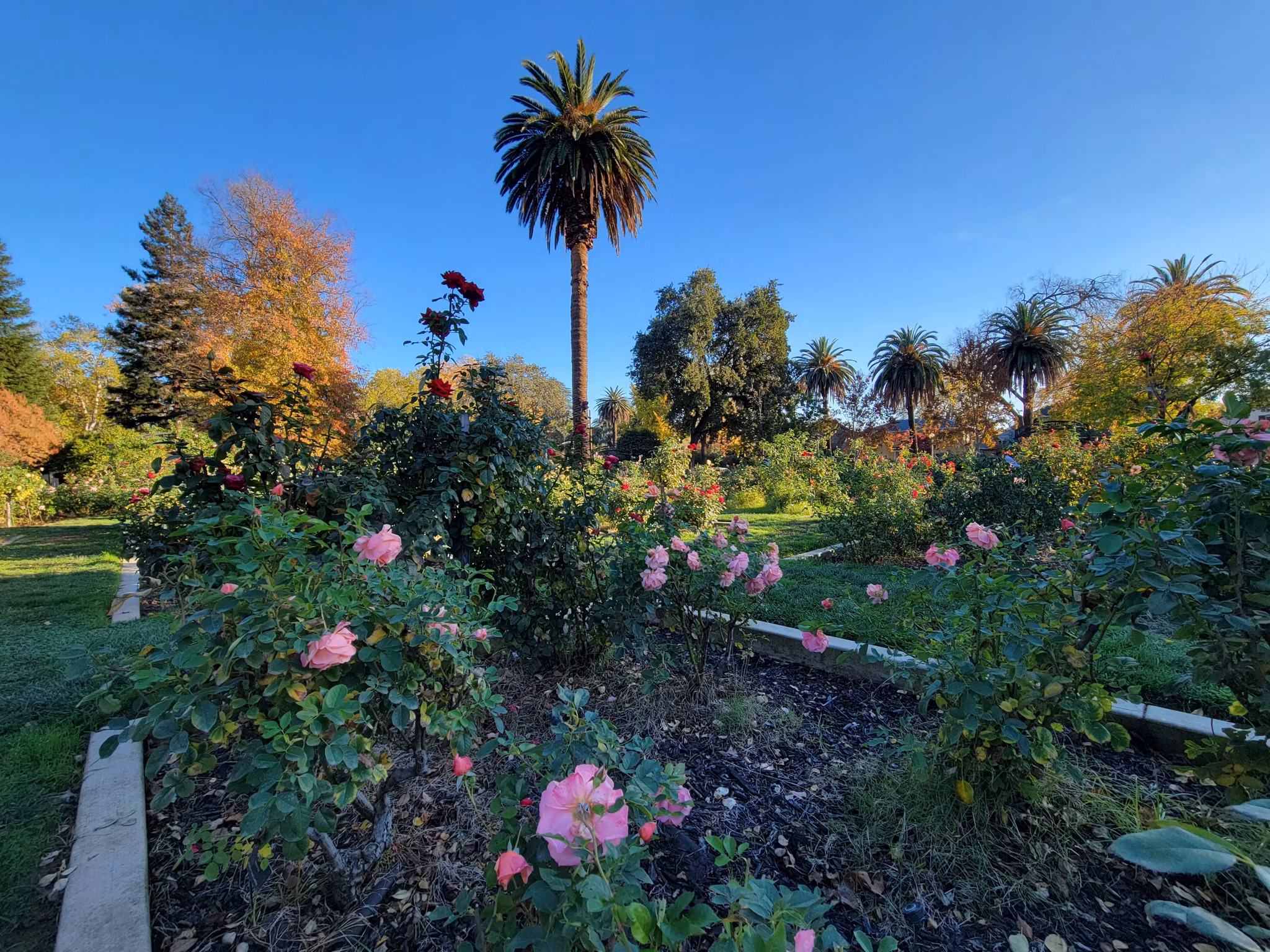 Pink roses blooming in a garden with tall palm trees in East Sacramento, California, on a sunny autumn day.