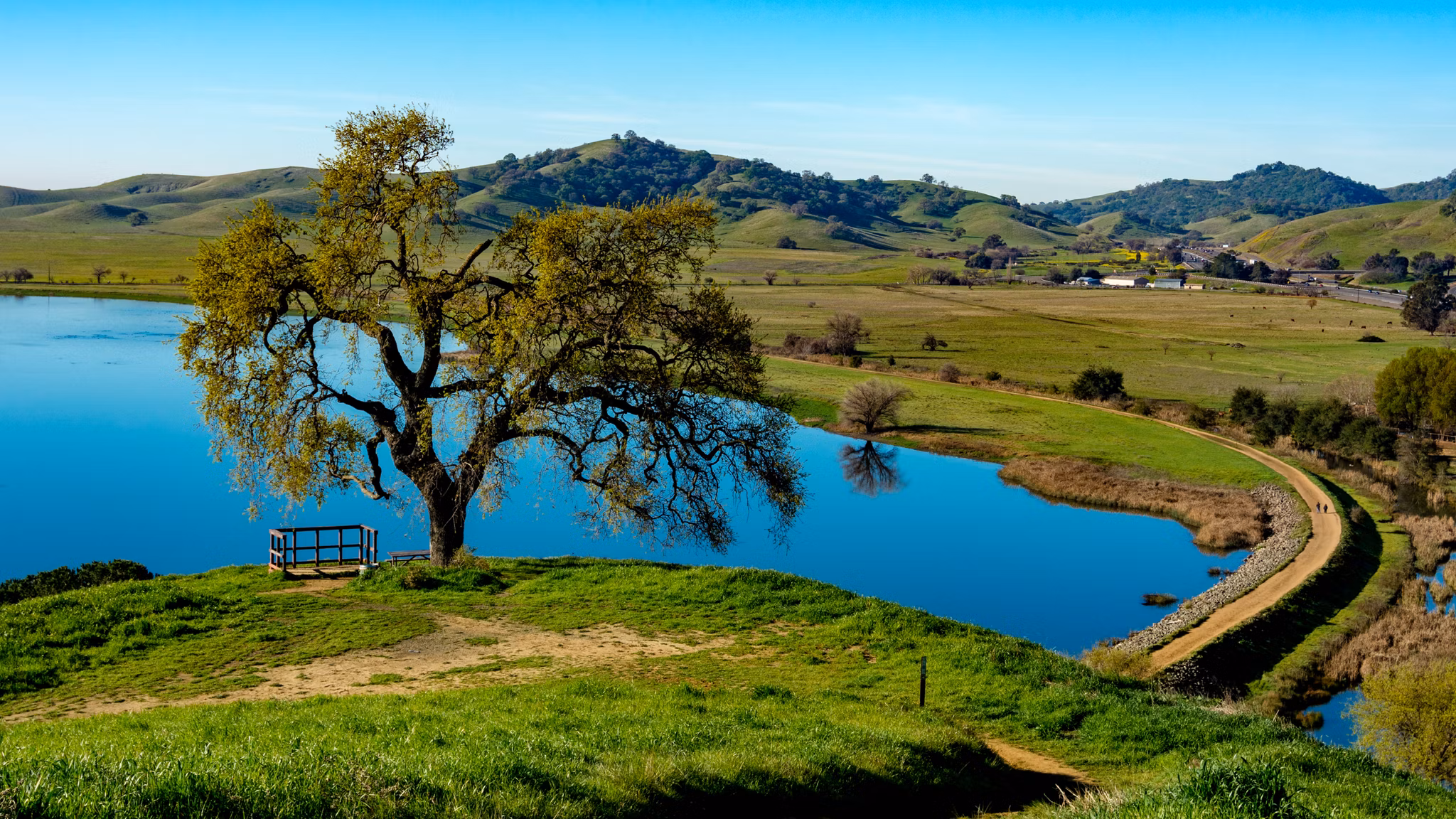 Lone oak tree and viewing platform overlook blue lake and hiking trail, with rolling hills of Vacaville, California in distance.