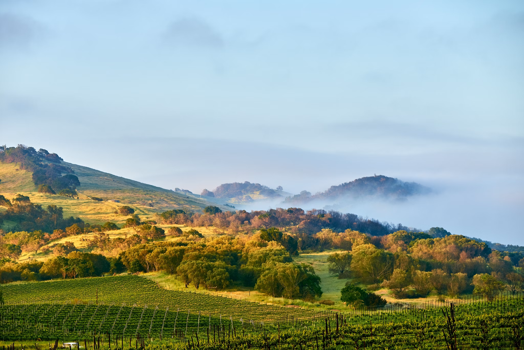 Rolling hills of North Bay, California, with vineyard rows in foreground and misty oak-covered slopes in golden sunlight.
