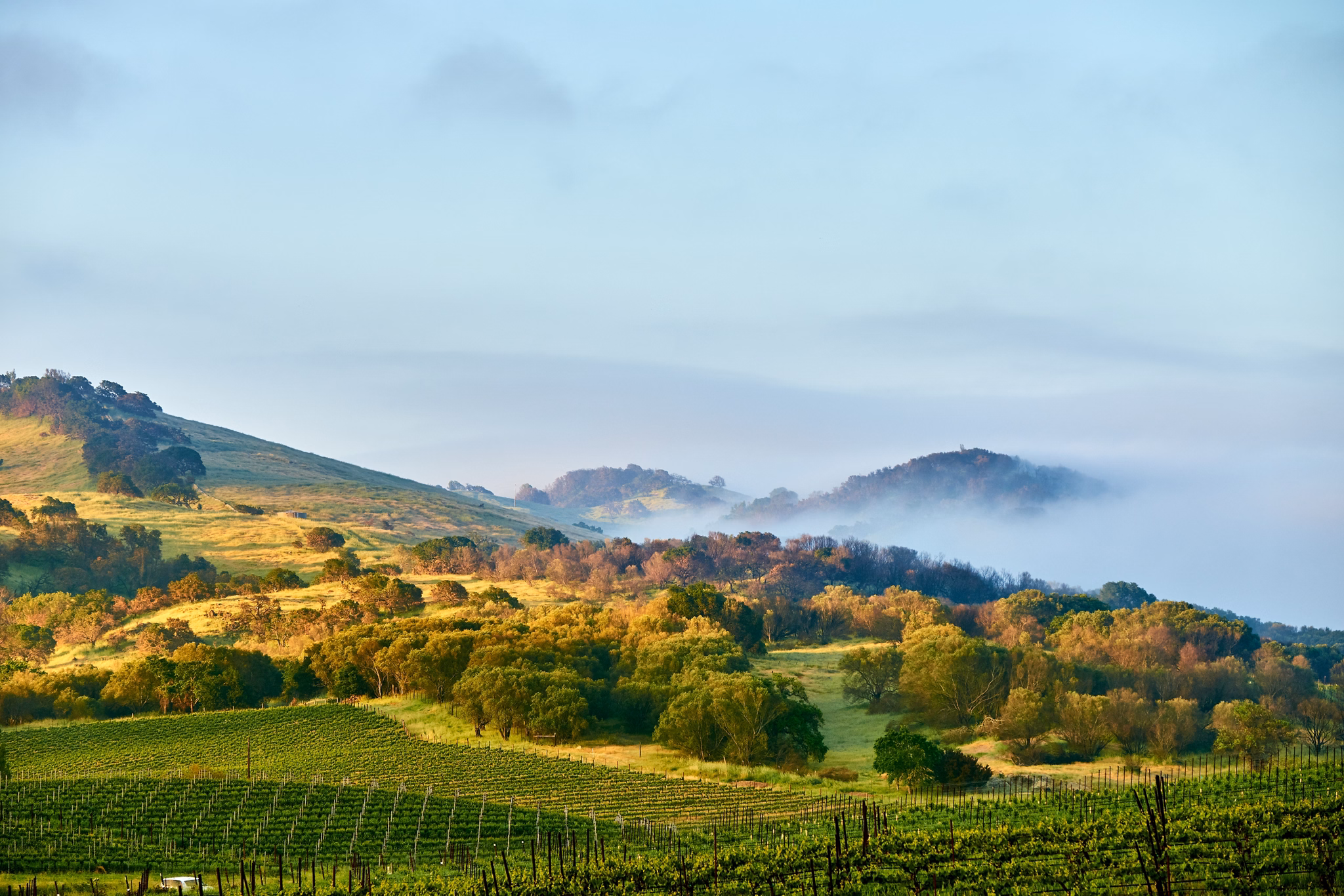Rolling hills of North Bay, California, with vineyard rows in foreground and misty oak-covered slopes in golden sunlight.