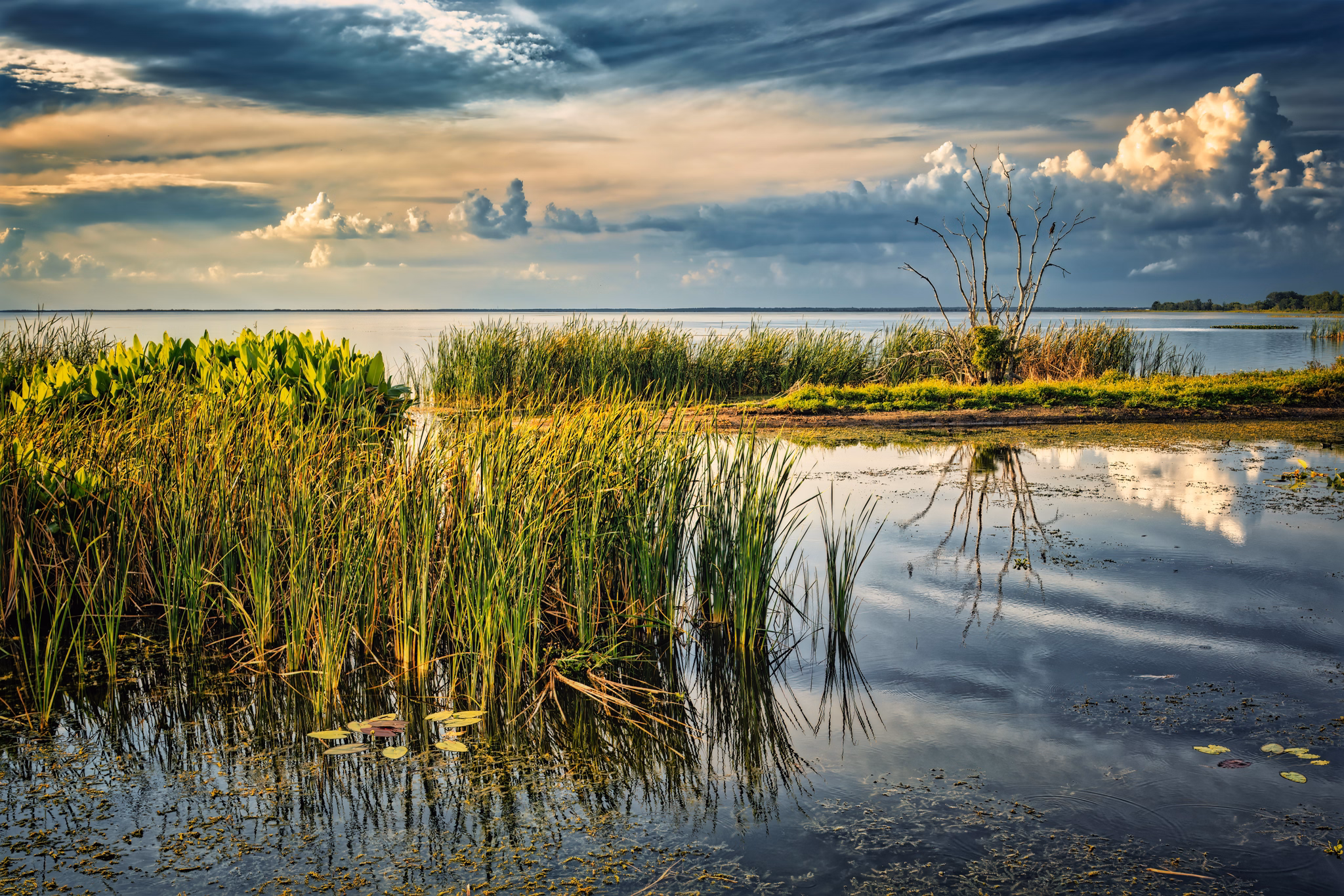 Wetlands in Apopka, Florida, with tall marsh grasses reflected in calm water under a dramatic evening sky.