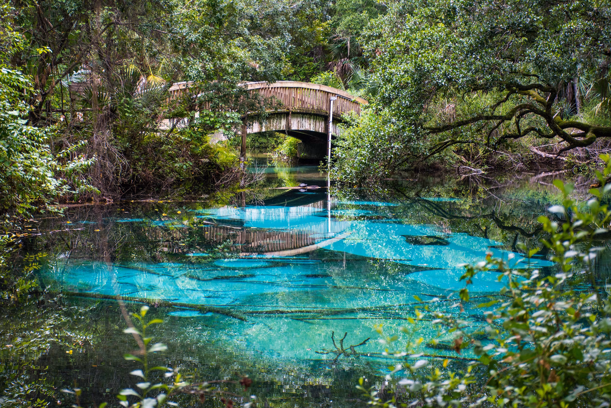 Wooden footbridge over stunningly clear turquoise spring water in Ocala, Florida, surrounded by lush green trees.