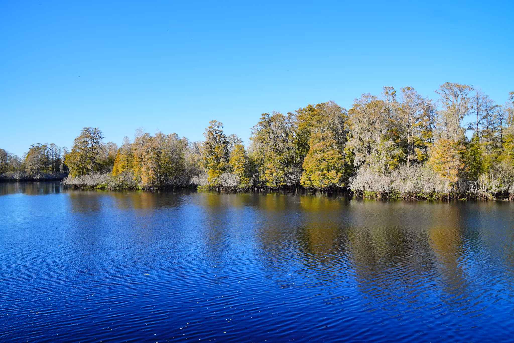Deep blue water reflecting cypress trees with Spanish moss in Brandon/Hillsborough County, Florida under clear sky.