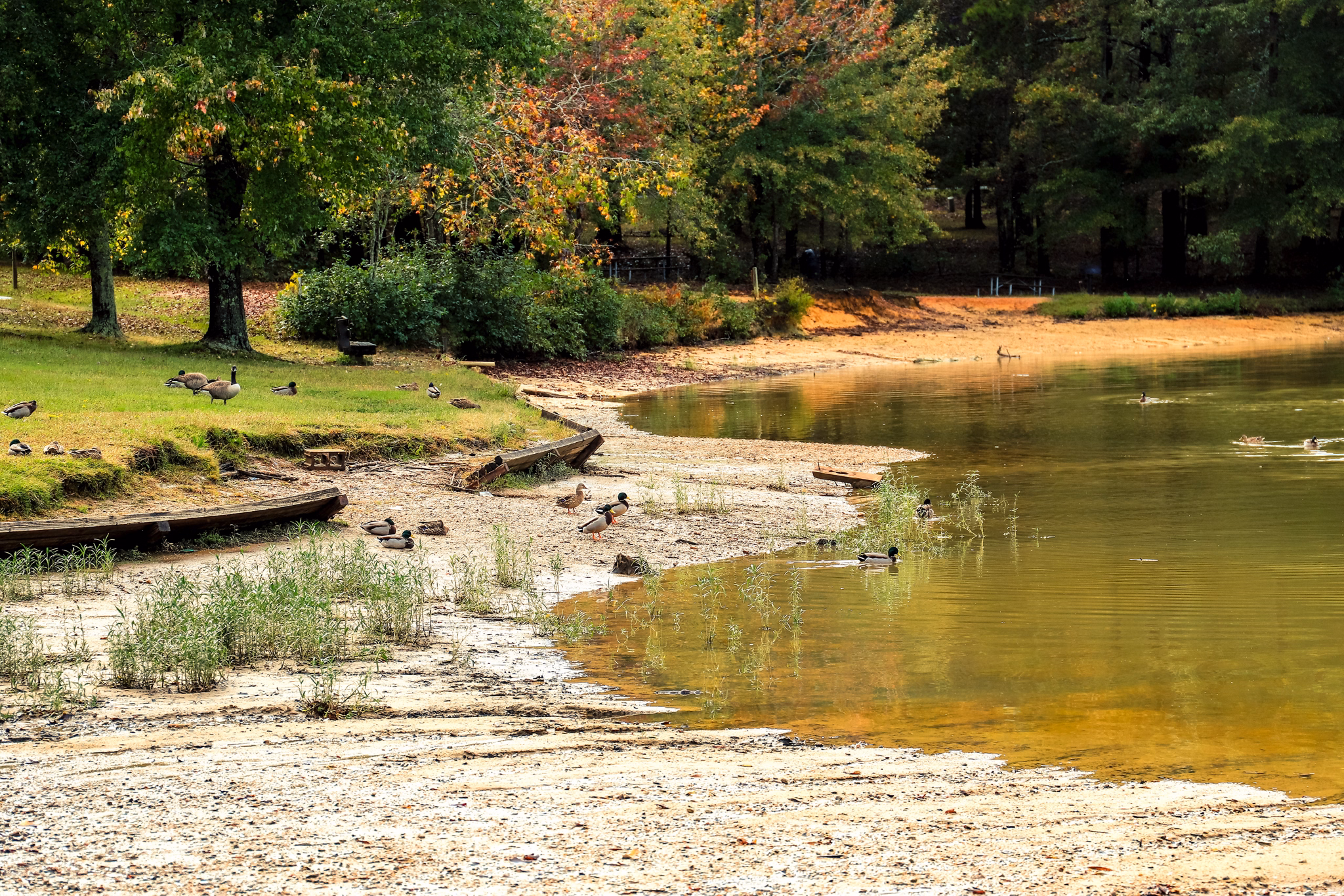 Peaceful pond shoreline in Mableton/Austell, GA with ducks along a sandy beach, autumn trees, and shallow water.