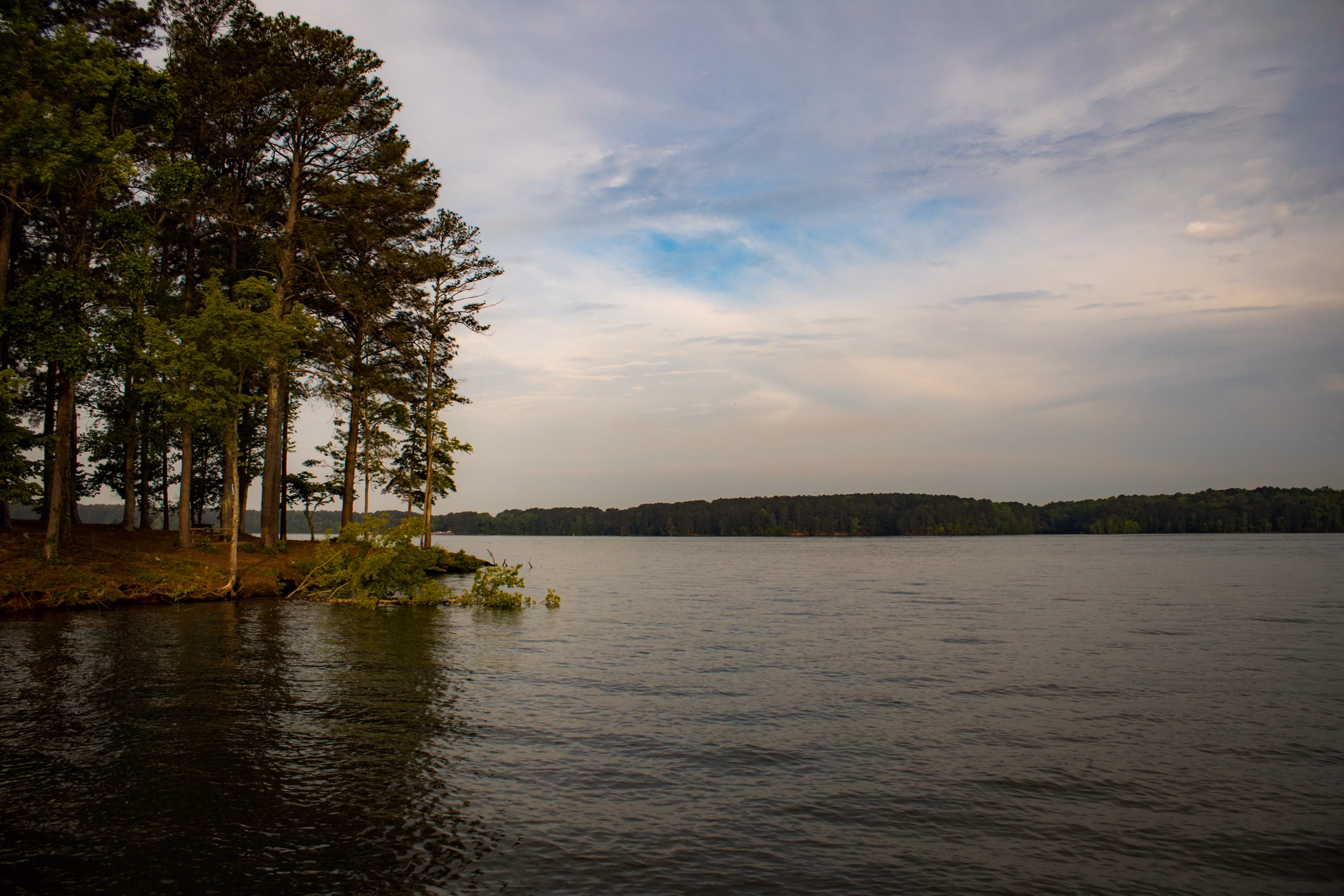 A serene lake in LaGrange, GA with tall pine trees on a peninsula, calm water, and a forested shoreline.