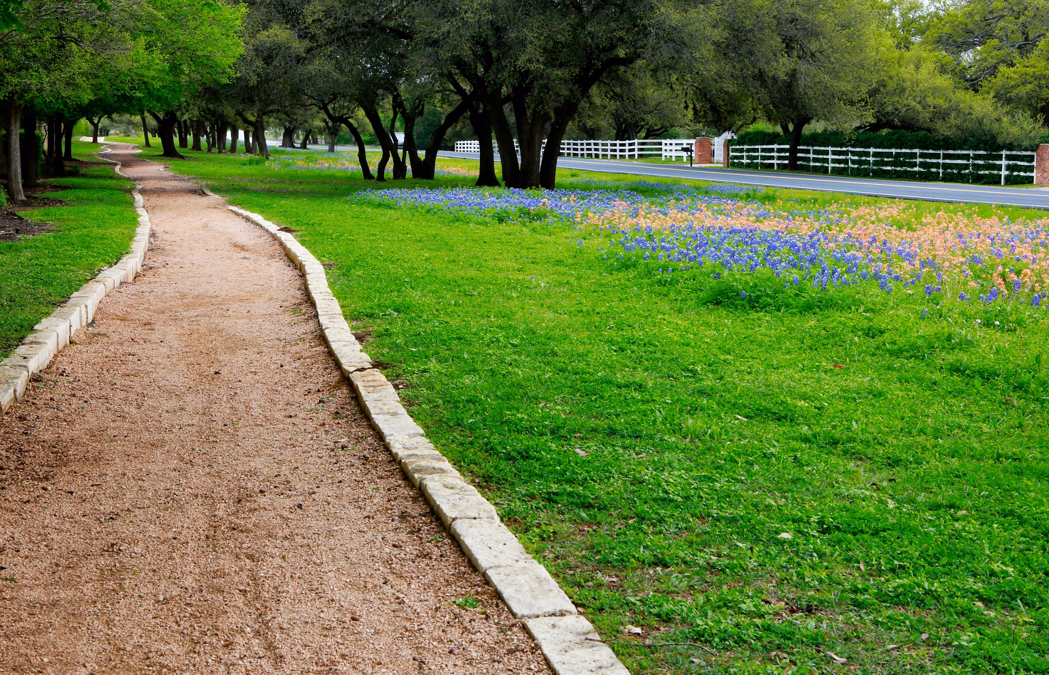 A winding dirt path lined with trees and a field of blue and orange flowers in Red Oak, Texas.