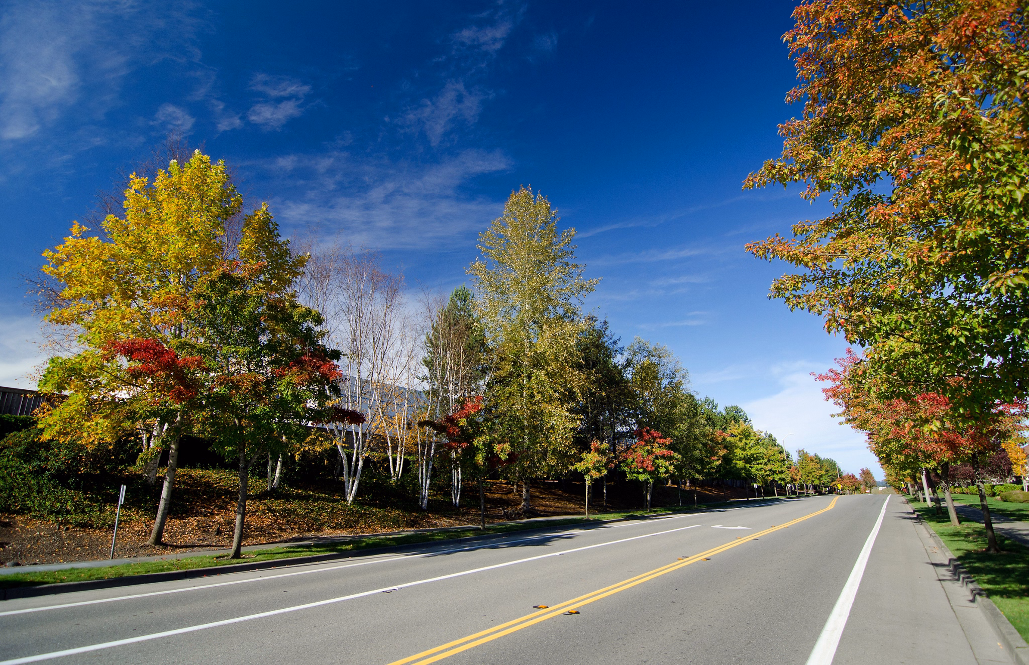 Asphalt road of a residential street in Redmond, Seattle suburbs, during early fall season, with red and green foliage