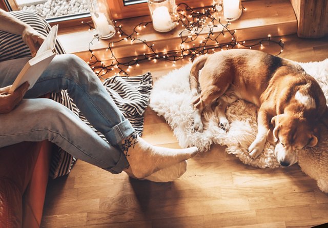 Man Relaxing in Living Room with Dog | Blog | Greystar