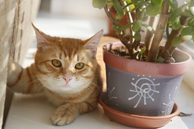 House Plants to Avoid with Pets Greystar Blog