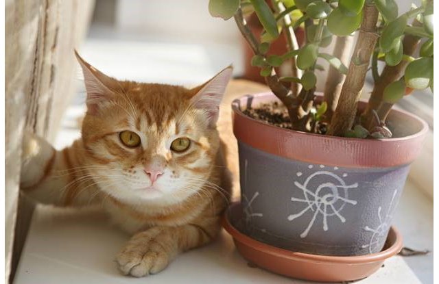 House Plants to Avoid with Pets Greystar Blog