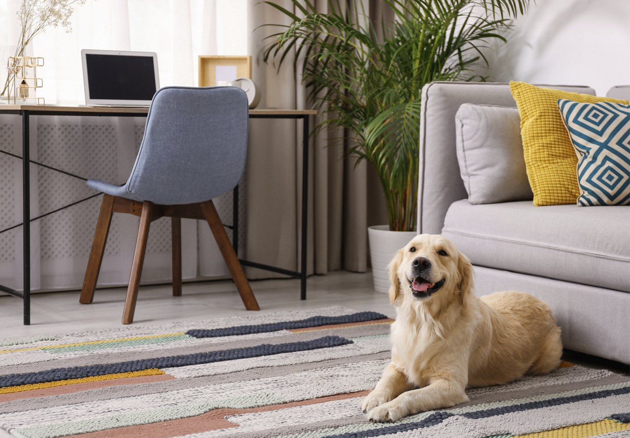 A smiling golden retriever lying on a colorful rug next to a gray sofa with a laptop on a desk in the background.