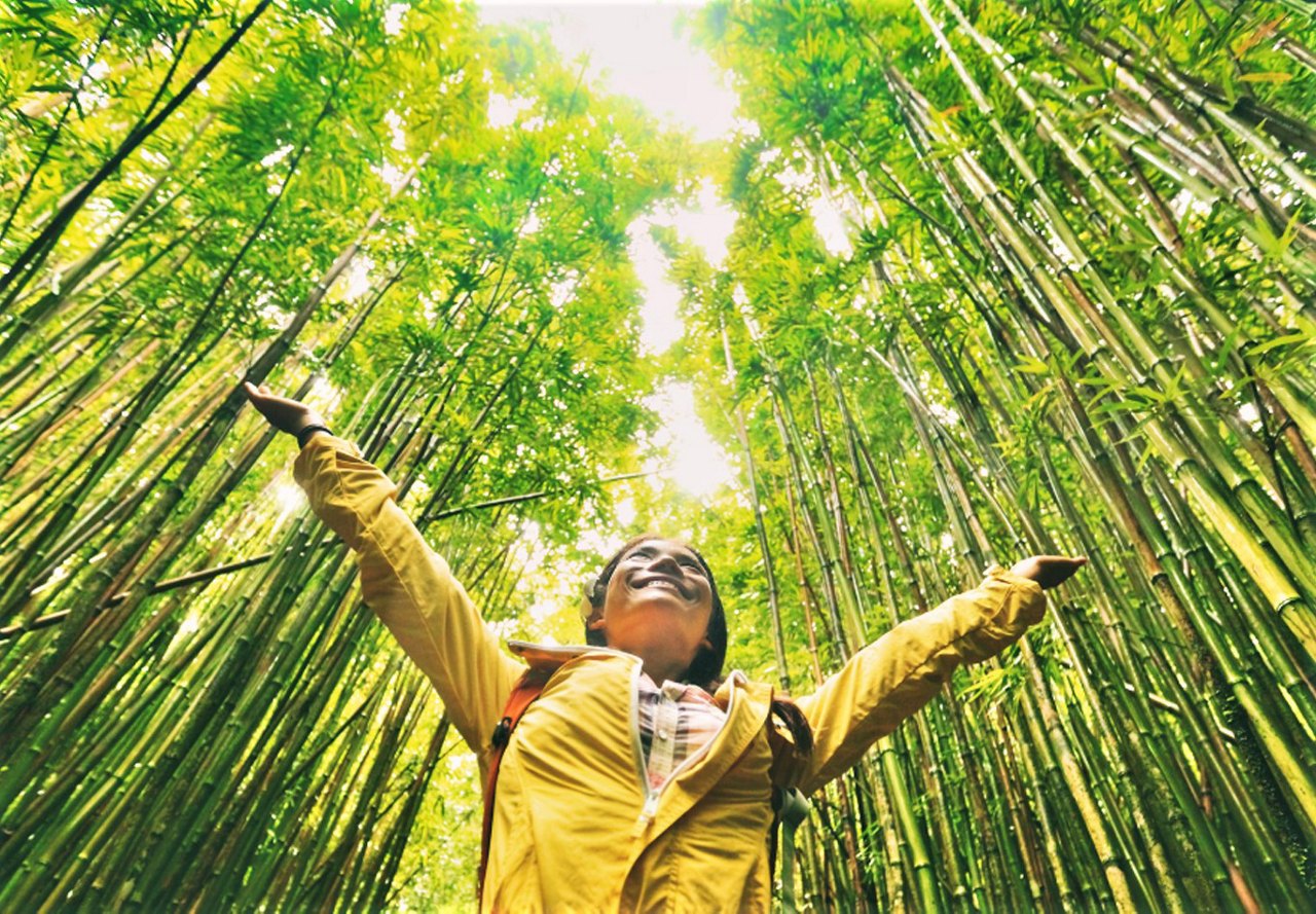 Person in a yellow jacket with arms raised, standing in a lush bamboo forest, looking up towards the sunlight filtering through the canopy.