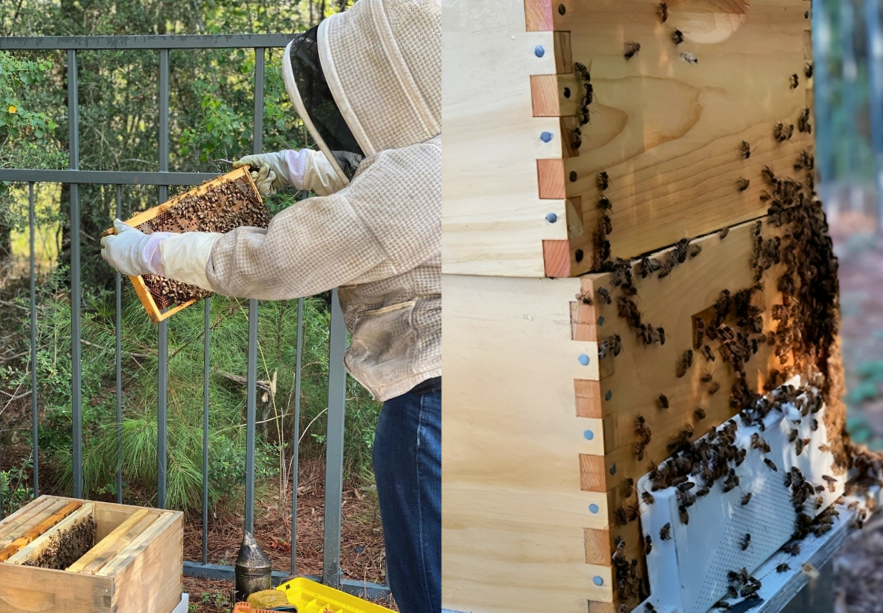 The image depicts a split view of beekeeping activities: on the left, a beekeeper in protective gear is inspecting a honeycomb frame; on the right, bees are clustered on the exterior of a wooden beehive.