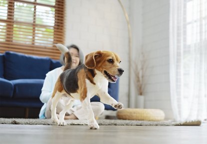Beagle dog happily playing in a sunny living room with a person in the background.