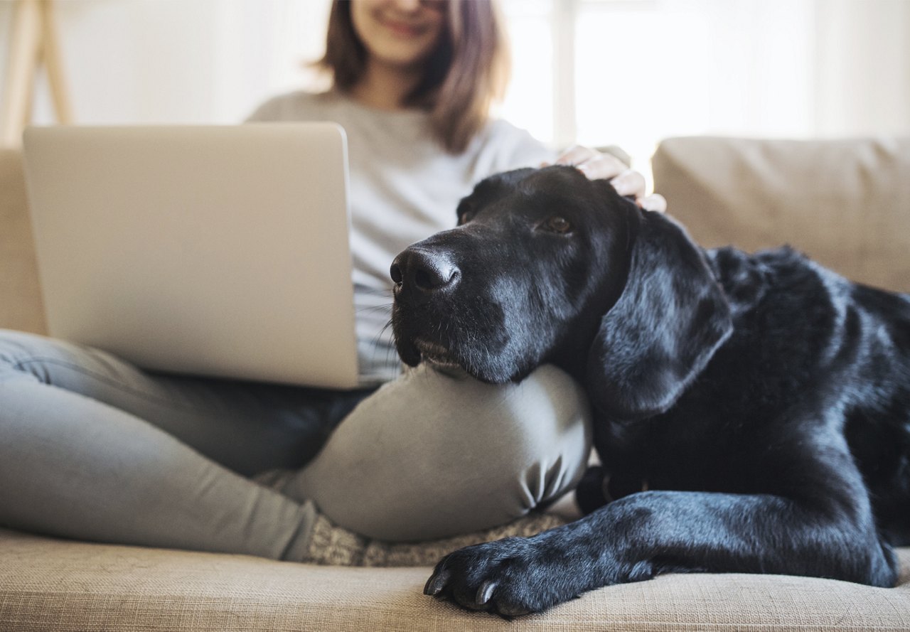 Woman sitting on the couch working on computer with her dog