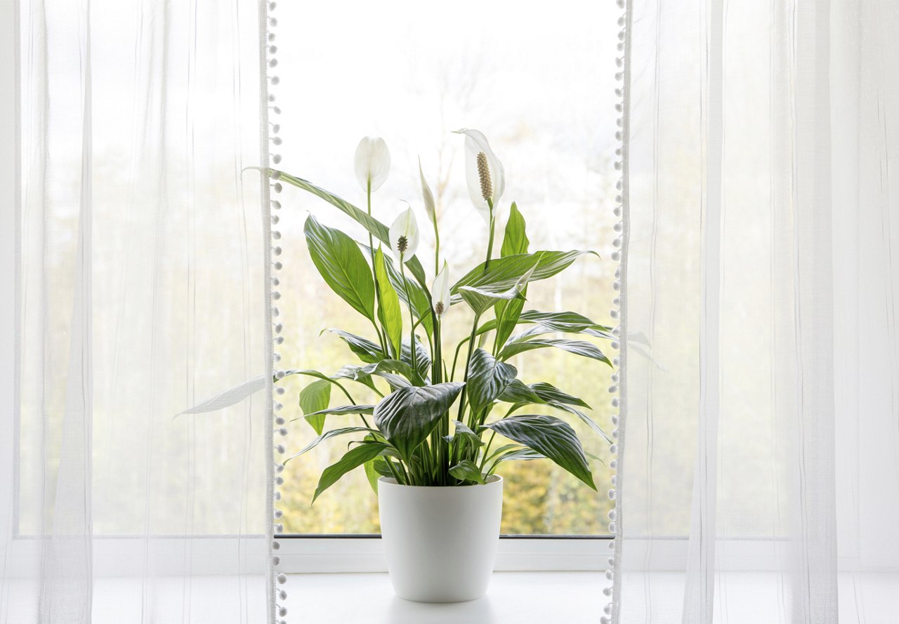 Open window with sheer curtains and plant on the edge