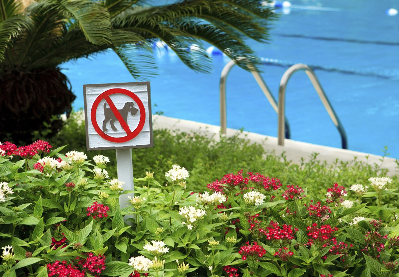 A 'no dogs allowed' sign near a pool.