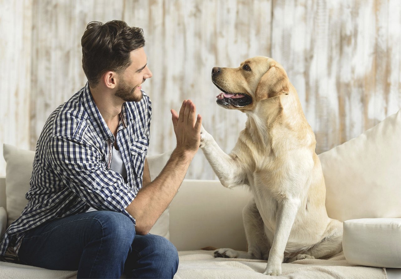 A man and his pet smiling at each other and giving a high-five while sitting on a couch in their apartment, with a neutral background creating a warm and friendly atmosphere.