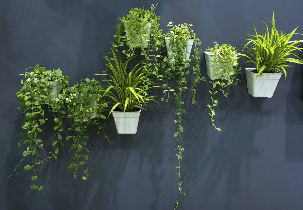 Dark apartment wall featuring seven hanging plants, bringing a natural, vibrant touch to the space.