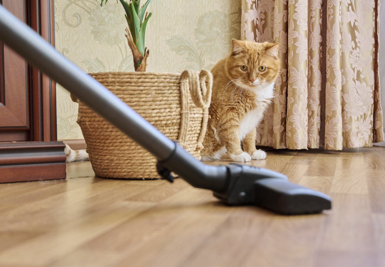 A cat curiously watching a vacuum cleaner as its owner cleans the hardwood floors in their apartment, with a decorative basket holding a plant placed next to the cat.