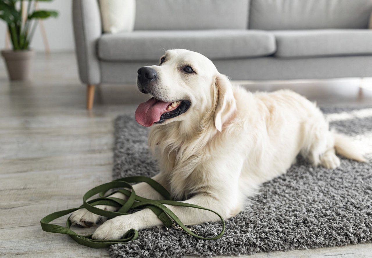 A dog sitting on the floor of an apartment, its leash lying at its feet and its tongue hanging out in a relaxed pose. The surrounding space features neutral, modern furniture, creating a sleek and comfortable environment.