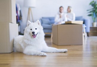 White Great Pyrenees dog sitting on a hardwood floor in a living area, surrounded by cardboard boxes, with its owners blurred in the background, sitting on the couch.