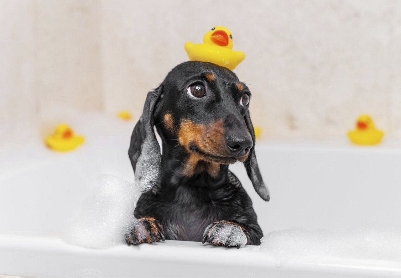 Dachshund puppy in a bathtub surrounded by yellow rubber ducks, with one on its head and bubbles all around from being cleaned.