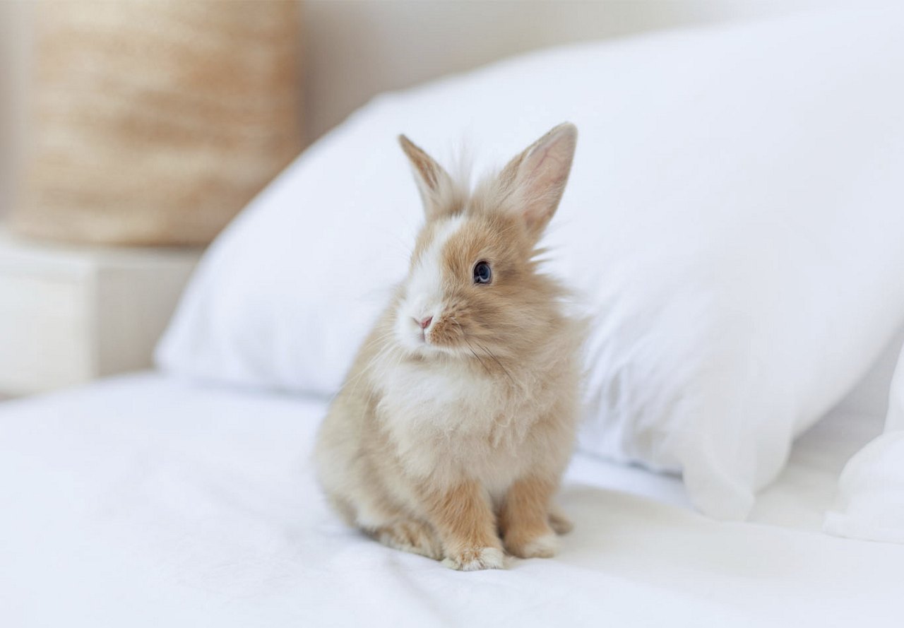 Small white and brown pet rabbit sitting on white bedding in an apartment, with a pillow positioned behind it.