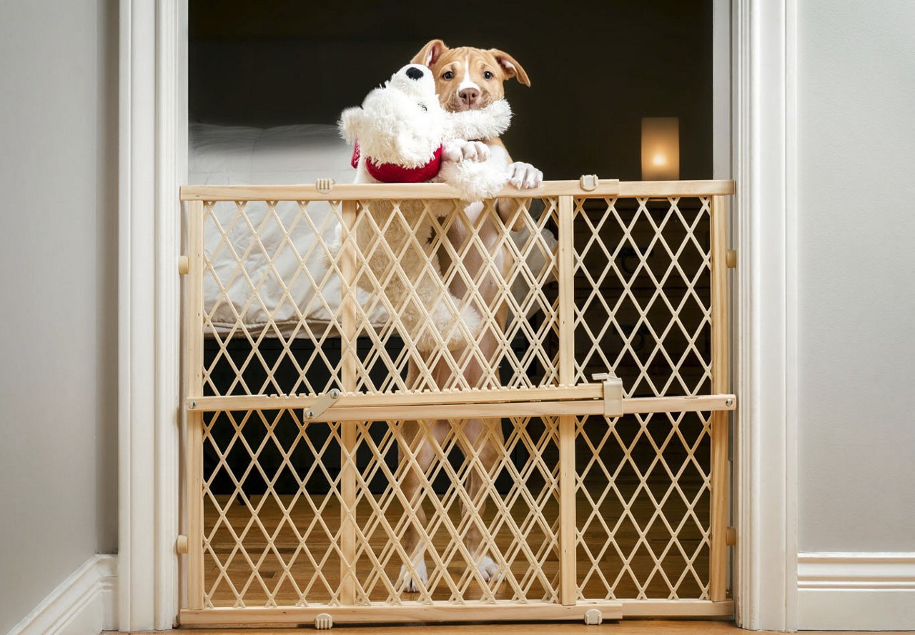 Light brown dog with a toy in its mouth standing behind a wooden safety gate, looking over it, with a bed visible in the background of the room.