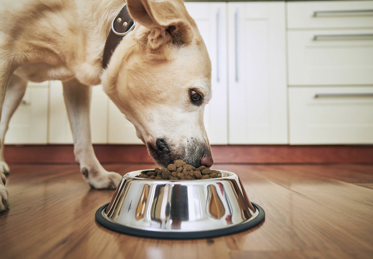 Older dog with a brown leather collar eating kibble from a silver metal dog bowl on a hardwood floor, with white kitchen cabinets in the background.