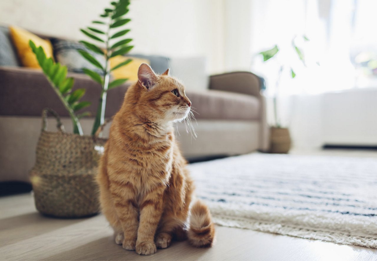 Orange striped cat sitting in the living area of an apartment, with a brown couch behind it and a leafy house plant nearby.