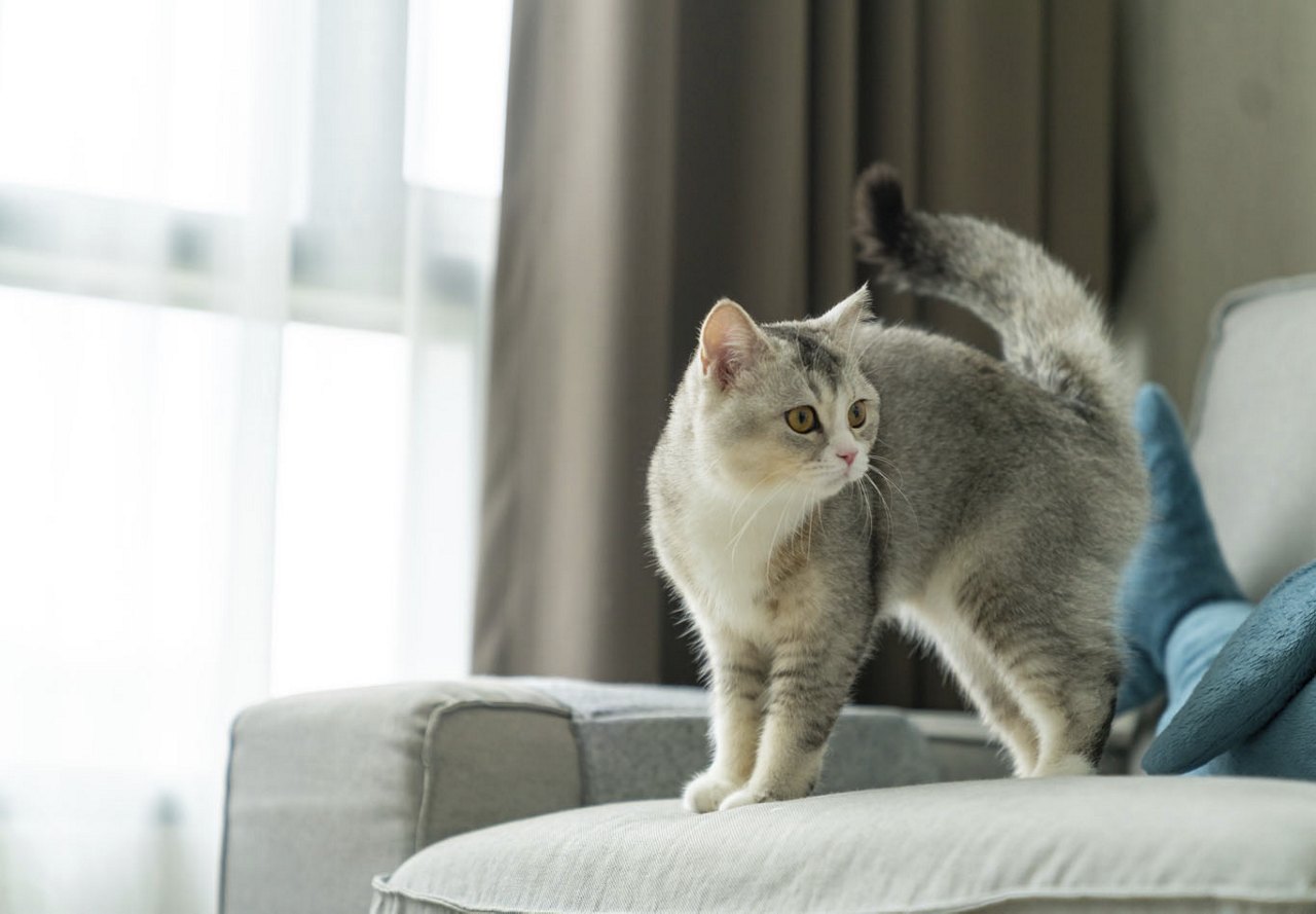 Grey and white cat standing on a grey chair in the living area of an apartment, with curtains covering the window behind it and a blue toy beside it.