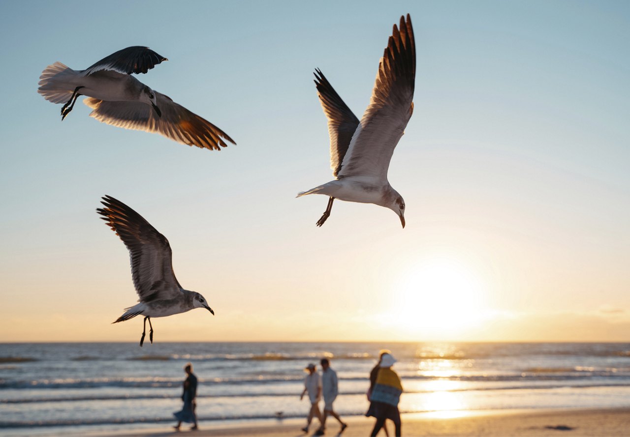 Seagulls flying in the wind on a Sarasota, Florida beach at sunset, with people walking along the water in the background.