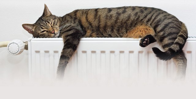 Cat on a Radiator